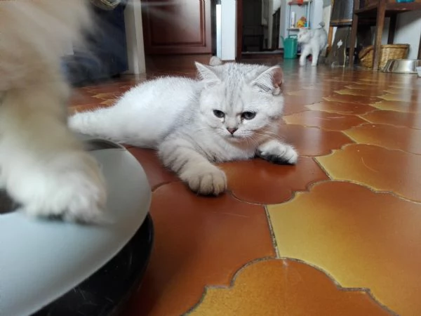 Cuccioli British Shorthair | Foto 0