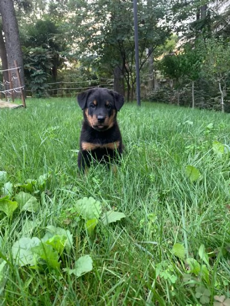 cuccioli pastore della beauce | Foto 1