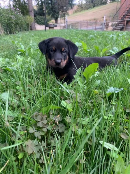 cuccioli pastore della beauce