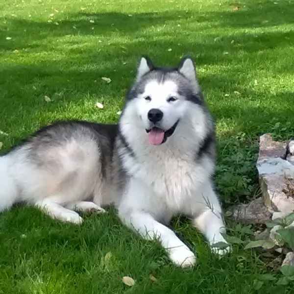 Regalo Alaskn malamute