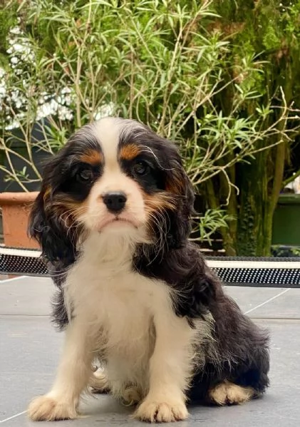 Cucciolo tricolore Cavalier King