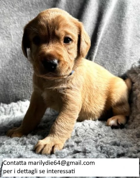 Due cuccioli di Labrador