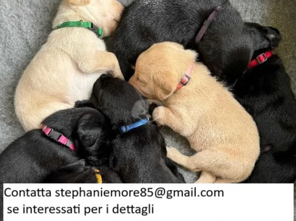 Cuccioli di Labrador Retriever addestrati a casa