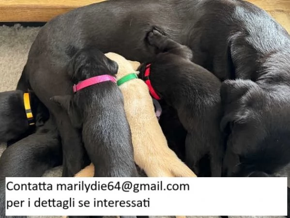 Cuccioli di Labrador Golden giocosi