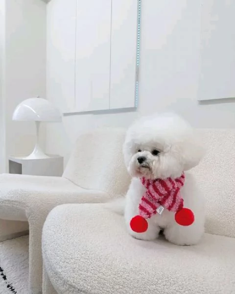 Bichon 