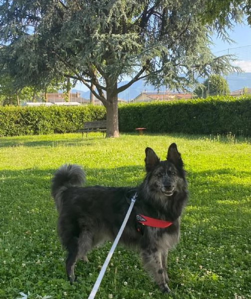 Cane femmina pastore della lessinia