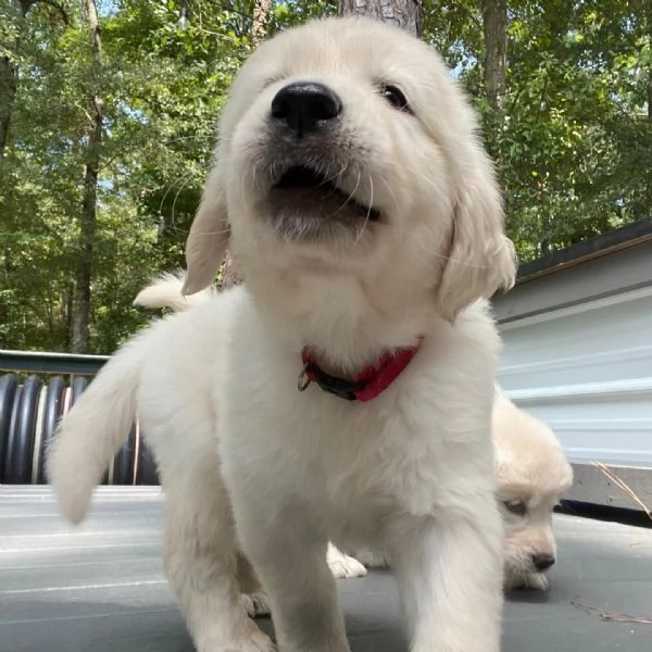 Meravigliosi cuccioli di Golden retriever