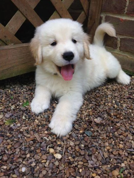 BELLISSIMI CUCCIOLI DI GOLDEN