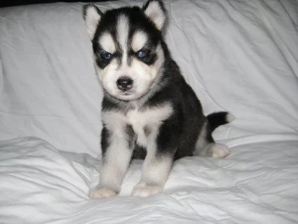 Siberian Husky Cucciole | Foto 0