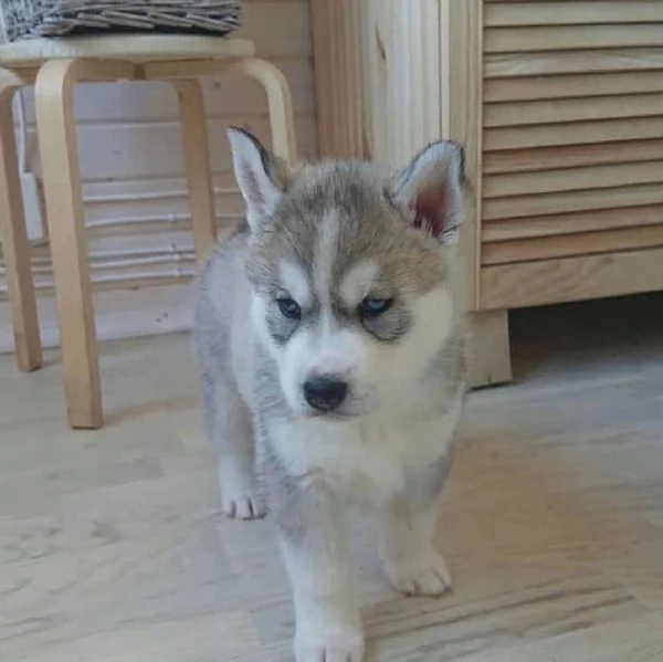 Cuccioli di Siberian Husky