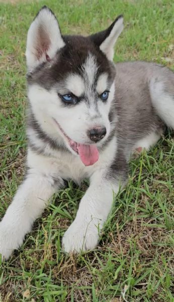 Cucciole di Siberian Husky | Foto 0