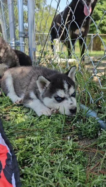 Cucciole di Siberian Husky