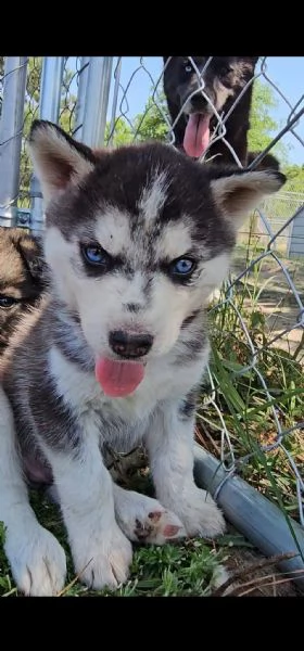 Cucciole di Siberian Husky | Foto 0