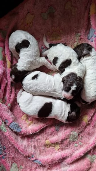 Cucciolo lagotto 