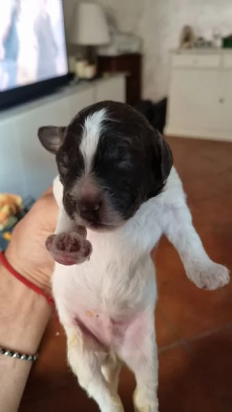 Cucciolo lagotto  | Foto 1