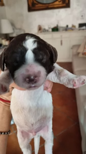 Cucciolo lagotto  | Foto 0