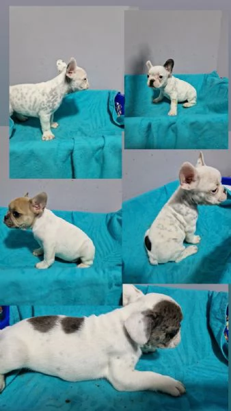 Bulldog francese cuccioli in vendita | Foto 5