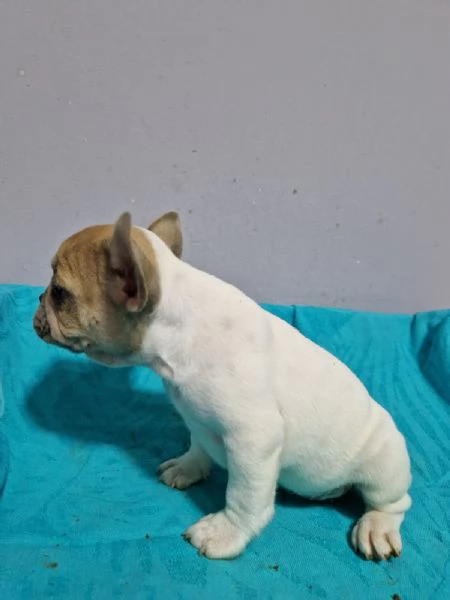 Bulldog francese cuccioli in vendita | Foto 3