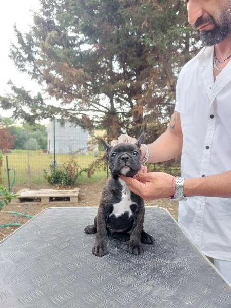 cucciola bulldog francese  | Foto 4