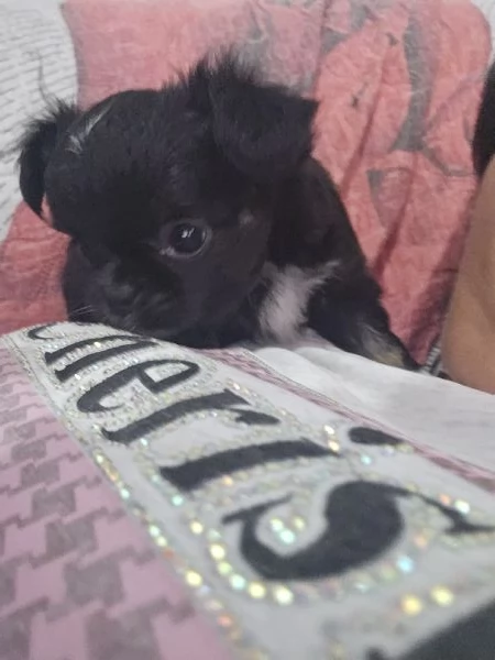 Cucciolo di chihuahua