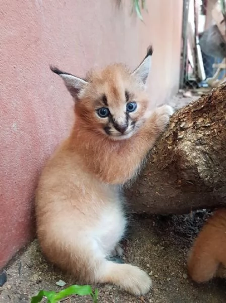 gattini caracal e caracat disponibili | Foto 6