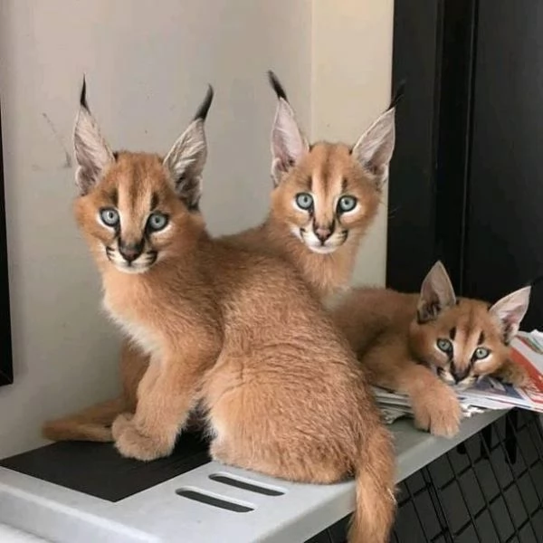 gattini caracal e caracat disponibili | Foto 5