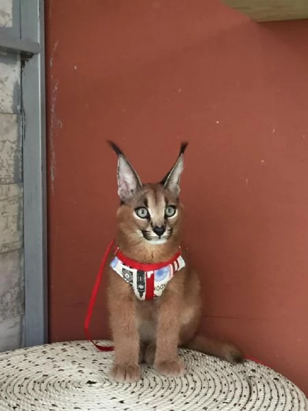 gattini caracal e caracat disponibili | Foto 4