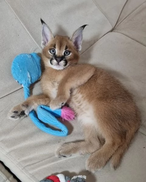 disponibili bellissimi gattini caracal | Foto 3