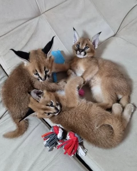 disponibili bellissimi gattini caracal | Foto 2