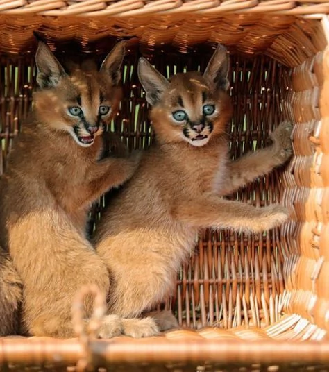 disponibili bellissimi gattini caracal | Foto 0