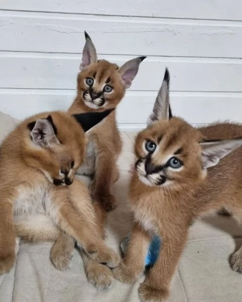 disponibili bellissimi gattini caracal