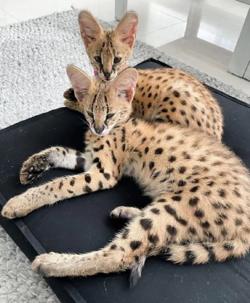 gattini serval per famiglie | Foto 4