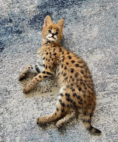 gattini serval per famiglie | Foto 3