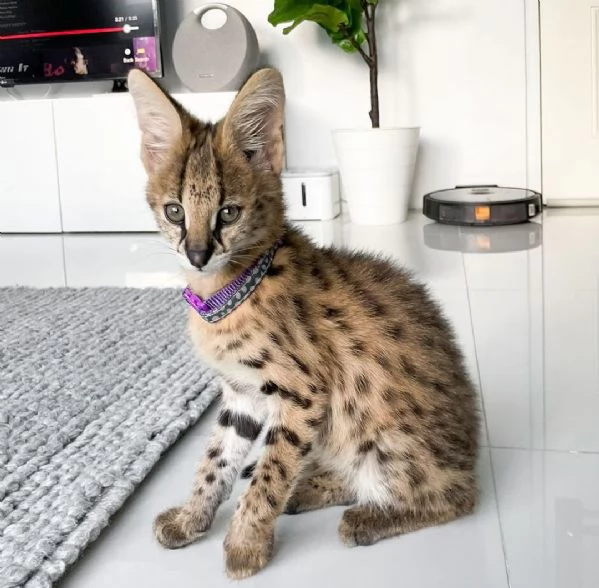 gattini serval per famiglie | Foto 2