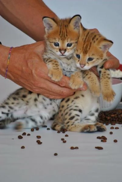 gattini della savana per famiglie felici | Foto 1