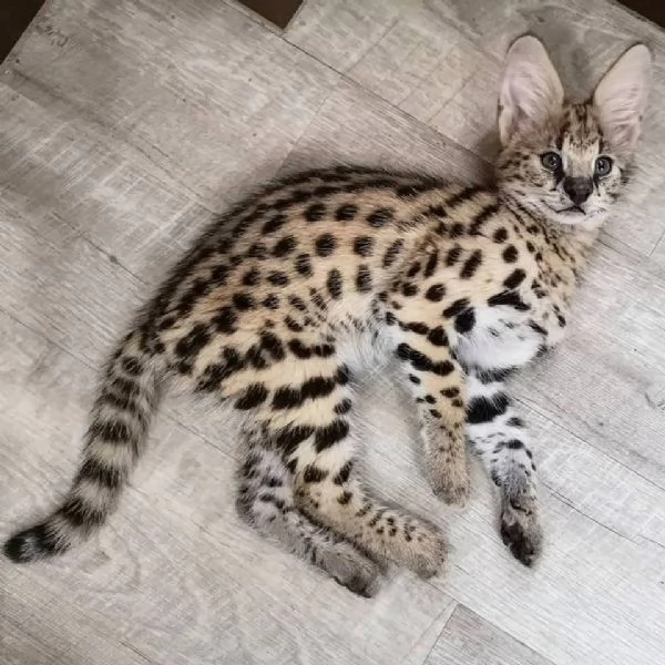 disponibili cuccioli puri serval