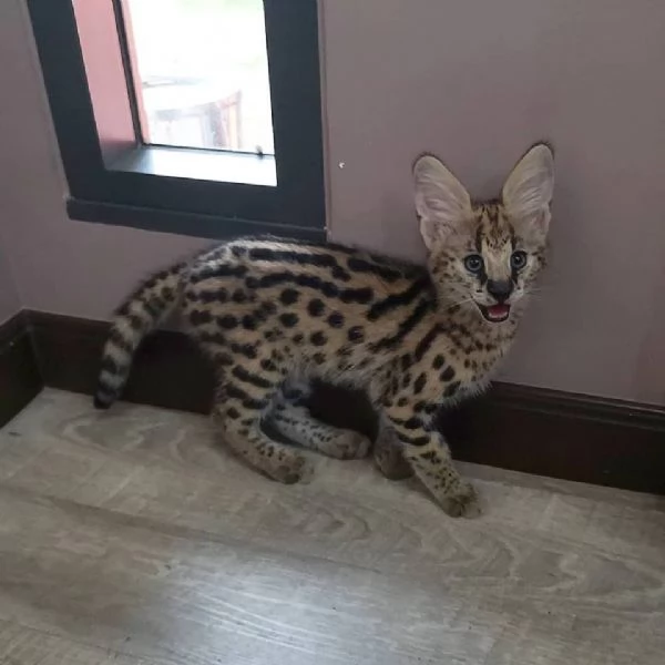 disponibili cuccioli puri serval | Foto 6