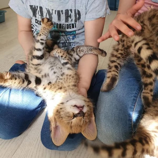 disponibili cuccioli puri serval | Foto 5