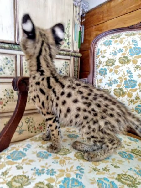 disponibili cuccioli puri serval | Foto 4