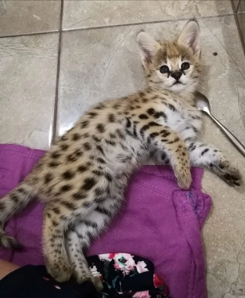 disponibili cuccioli puri serval | Foto 3