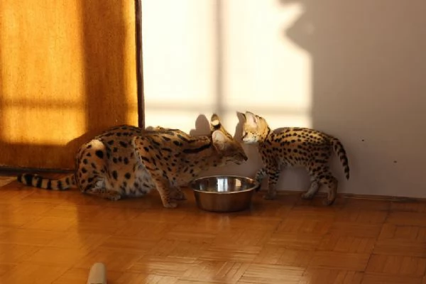 disponibili cuccioli puri serval | Foto 2