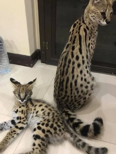 disponibili cuccioli puri serval | Foto 0