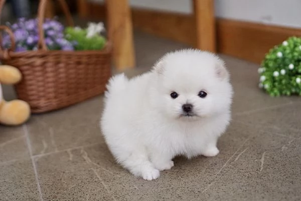 Cuccioli di Spitz Pomerania taglia mini