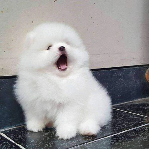 Cuccioli di Pomerania per ladozione