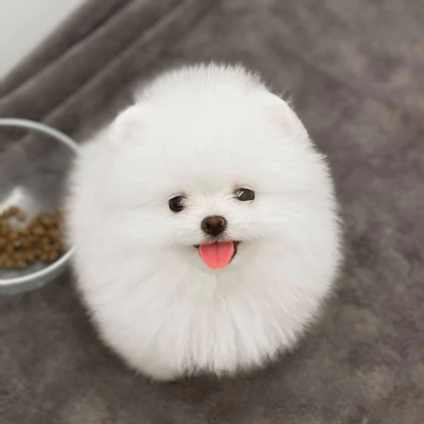 Cuccioli POMERANIA toy