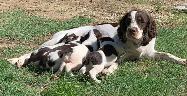 Cuccioli di Springer Spaniel | Foto 1