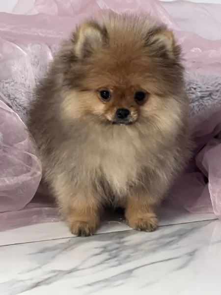 Cuccioli di Spitz di Pomerania | Foto 1