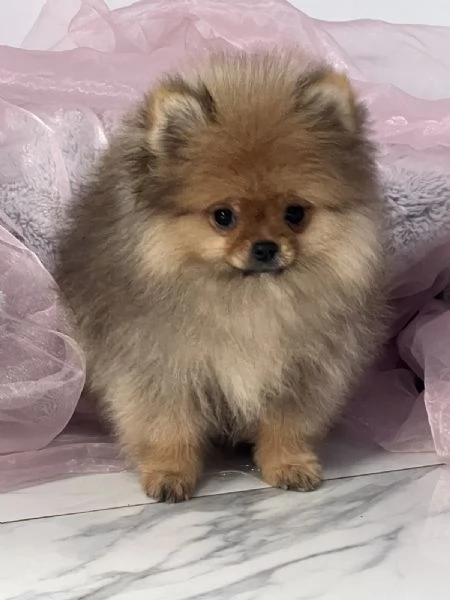 Cuccioli di Spitz di Pomerania | Foto 0