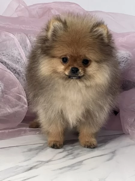 Cuccioli di Spitz di Pomerania