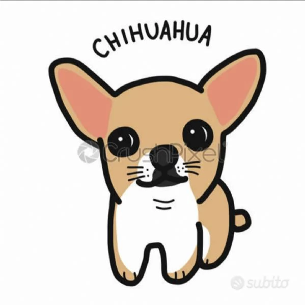 Cuccioli di Chihuahua 